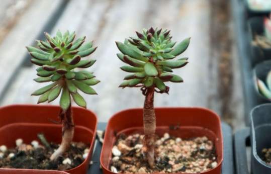 多肉植物繁殖