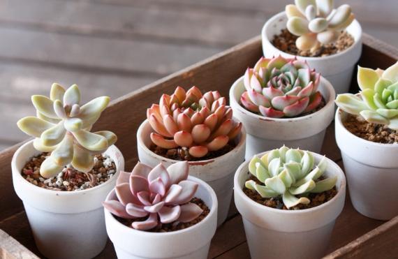 多肉植物照顧 多肉植物照顧