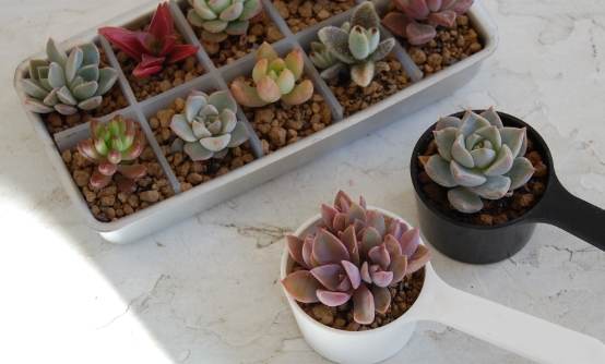 多肉植物照顧 多肉植物照顧