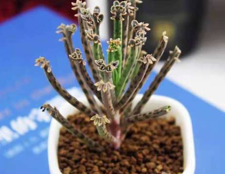 棒葉不死鳥 照顧