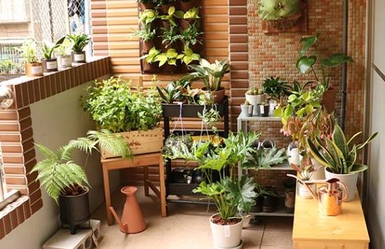 半日照植物推薦