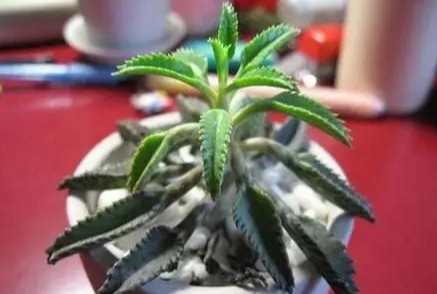 棒葉不死鳥 照顧