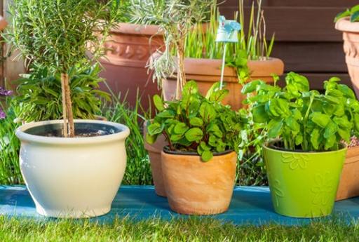 辦公室植物養護