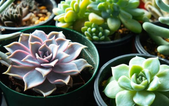 多肉植物澆水 多肉植物澆水