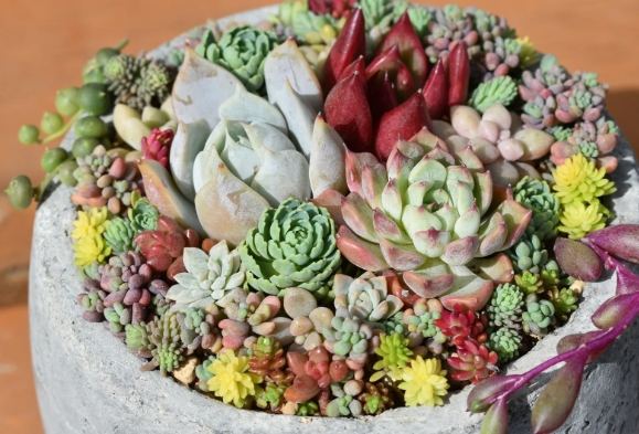 多肉植物照顧 多肉植物照顧