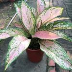 黃金寶玉粗肋草