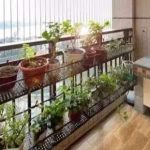 陽台半日照植物