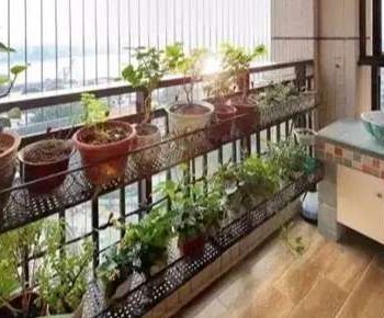 陽台半日照植物