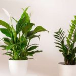 淨化室內空氣之植物