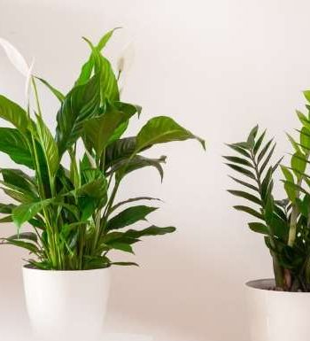 淨化室內空氣之植物