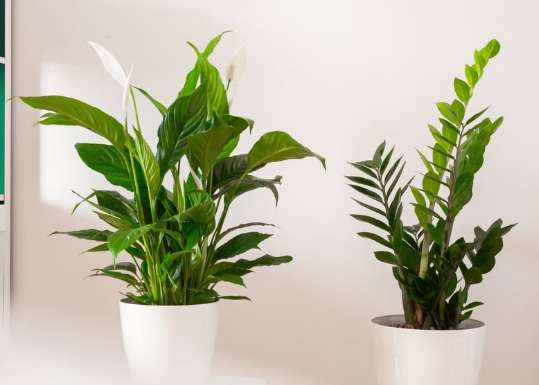 淨化室內空氣之植物