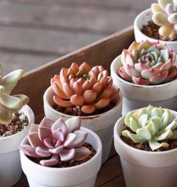 多肉植物種植 多肉植物種植