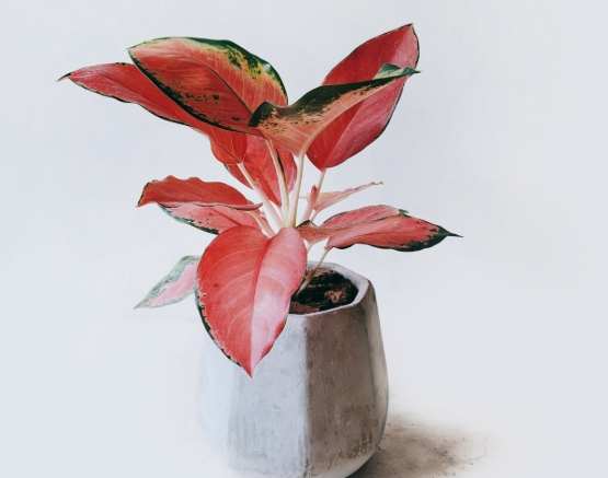 室內植物照顧技巧