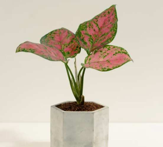 室內植物照顧技巧