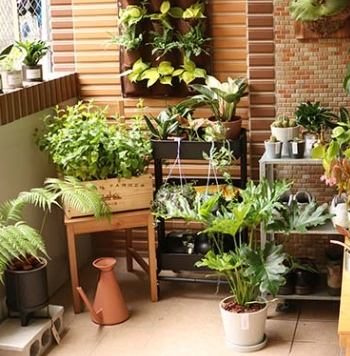 辦公室淨化空氣植物