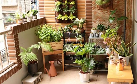 辦公室淨化空氣植物